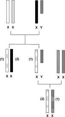 Twenty Years Later: A Comprehensive Review of the X Chromosome Use in Forensic Genetics